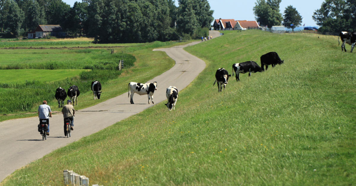 Koeien op de weg in Laaxum, Gaasterland, Fryslân